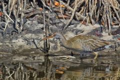 Clapper Rail, Rallus crepitans