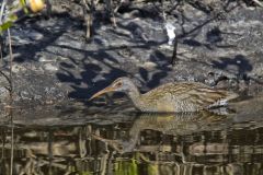 Clapper Rail, Rallus crepitans