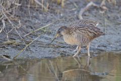 Clapper Rail, Rallus crepitans