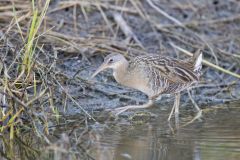 Clapper Rail, Rallus crepitans