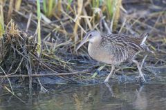 Clapper Rail, Rallus crepitans