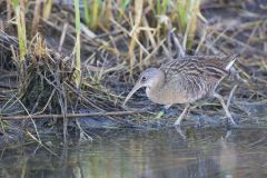 Clapper Rail, Rallus crepitans