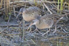 Clapper Rail, Rallus crepitans