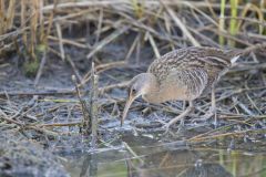 Clapper Rail, Rallus crepitans