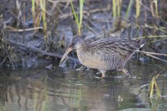 Clapper Rail, Rallus crepitans