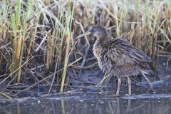 Clapper Rail, Rallus crepitans