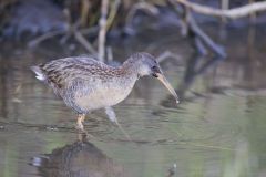 Clapper Rail, Rallus crepitans