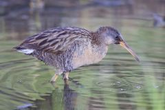 Clapper Rail, Rallus crepitans