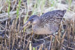 Clapper Rail, Rallus crepitans