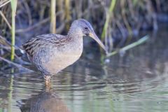 Clapper Rail, Rallus crepitans