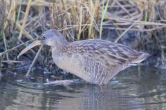 Clapper Rail, Rallus crepitans