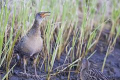 Clapper Rail, Rallus crepitans