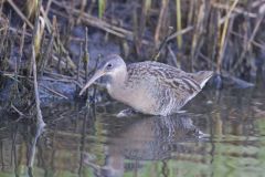 Clapper Rail, Rallus crepitans