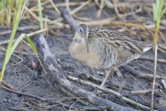 Clapper Rail, Rallus crepitans