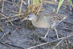 Clapper Rail, Rallus crepitans