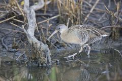 Clapper Rail, Rallus crepitans