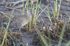 Clapper Rail, Rallus crepitans