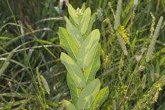 Clasping dogbane, Apocynum sibiricum