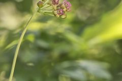 Clasping Milkweed, Asclepias amplexicaulis