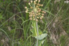 Clasping Milkweed, Asclepias amplexicaulis