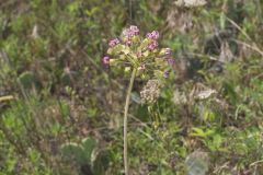 Clasping Milkweed, Asclepias amplexicaulis