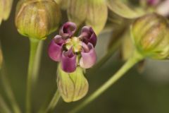 Clasping Milkweed, Asclepias amplexicaulis