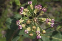 Clasping Milkweed, Asclepias amplexicaulis