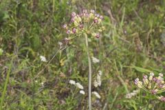 Clasping Milkweed, Asclepias amplexicaulis