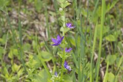 Clasping Venus' looking-glass, Triodanis perfoliata