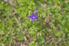 Clasping Venus' looking-glass, Triodanis perfoliata