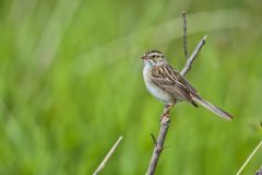 Clay-colored Sparrow, Spizella pallida