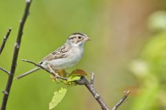 Clay-colored Sparrow, Spizella pallida