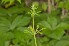 Cleavers, Galium aparine