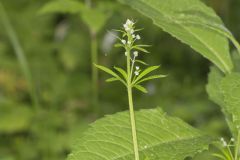 Cleavers, Galium aparine