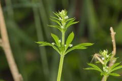 Cleavers, Galium aparine