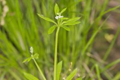 Cleavers, Galium aparine