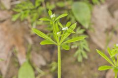 Cleavers, Galium aparine