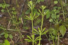 Cleavers, Galium aparine