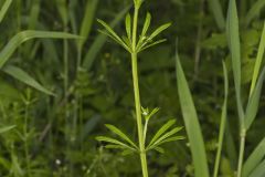 Cleavers, Galium aparine