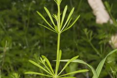 Cleavers, Galium aparine