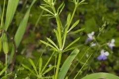 Cleavers, Galium aparine