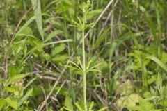 Cleavers, Galium aparine