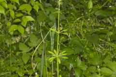 Cleavers, Galium aparine