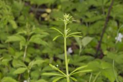 Cleavers, Galium aparine