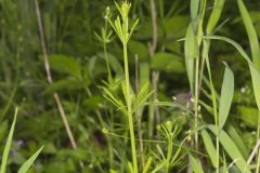 Cleavers, Galium aparine