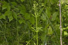 Cleavers, Galium aparine