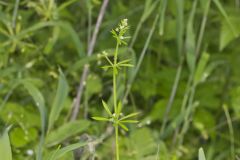 Cleavers, Galium aparine