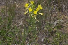 Cleland's Evening Primrose, Oenothera clelandii