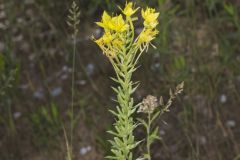 Cleland's Evening Primrose, Oenothera clelandii