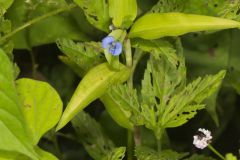 Climbing Dayflower, Commelina diffusa